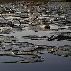 photo "Evening on lake."