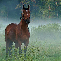 photo "On a pasture"