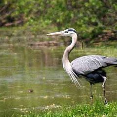 фото "Great Grey Heron"