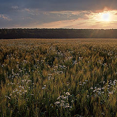 photo "Summers - a field decline"