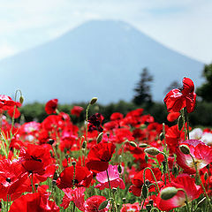 photo "Poppies"