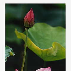 photo "Lotus (3)"