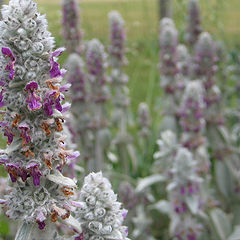 photo "Purple Flowers"