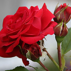 photo "Red Rose"