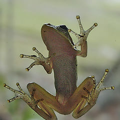 photo "Window Frog"