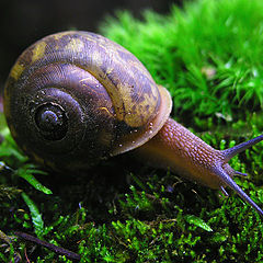 photo "Snail on moss"