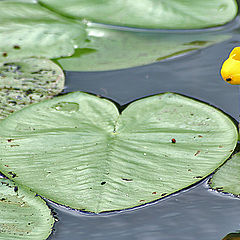 photo "Nuphar lutea (Yellow water lily)"