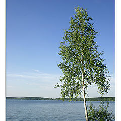 photo "Birch at ashore"