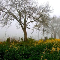 фото "Fogs and mists - 03"