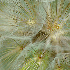 photo "***"