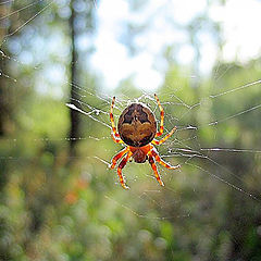 photo "Amber spider"