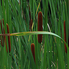 photo "bog's herb"