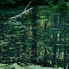 фото "Forest lake"