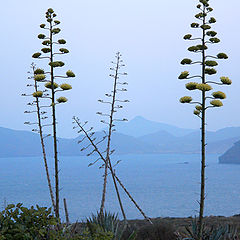 photo "Desert of Almeria-4"