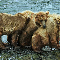 photo "Three in the middle of the river"