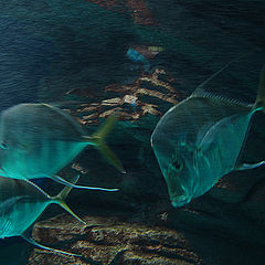 фото "рыбы-призраки"
