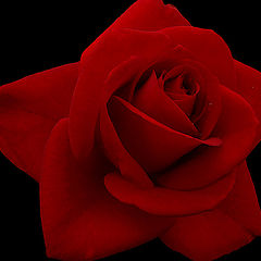 photo "Simply Rose"