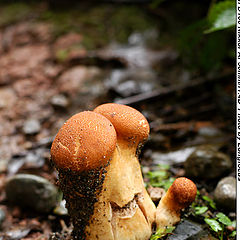 фото "agaric"