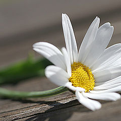 фото "kamomilla"