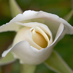 photo "white rose"