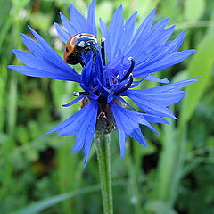 photo "History of conquest of a cornflower"