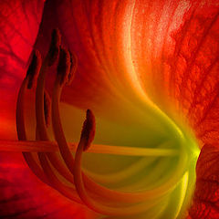 photo "Macro Lilly"