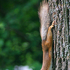 photo "Stretching"