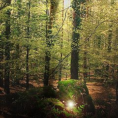 photo "The treasure of the lost forest"