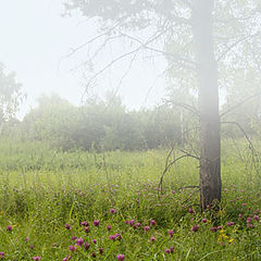фото "туман и цветы"