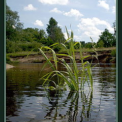 photo "Water grass"