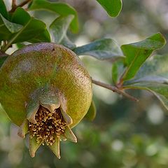 photo "The first pomegranate of the season"