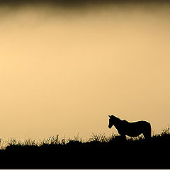 фото "Horse in the mountain"