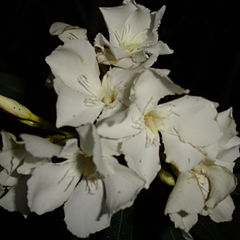 фото "nerium flowers"