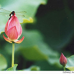 photo "Lotus and dragonfly (4)"