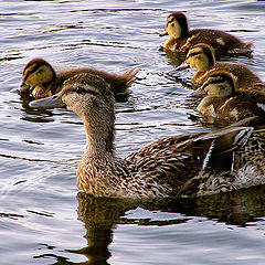 фото "Sweet family"