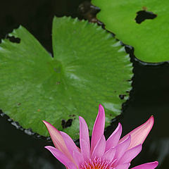 фото "Water lily. Barbados "princess""