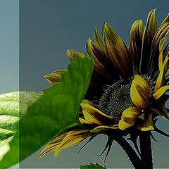 photo "... sunflower ..."