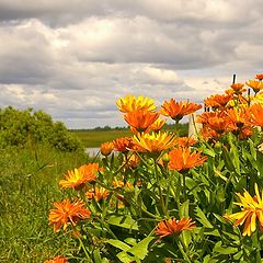 фото "Summer"