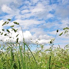 photo "In a grass..."