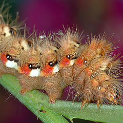 photo "Caterpillar"