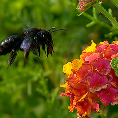 photo "Heavy agricultural aviation"