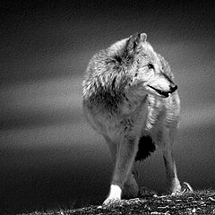 photo "Lone Wolf"