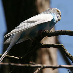 фото "Tierpark Nordhorn"