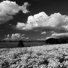 photo "White field"