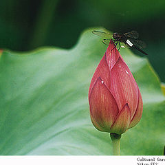 photo "Lotus and dragonfly (5)"