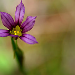 photo "Floating Flower"