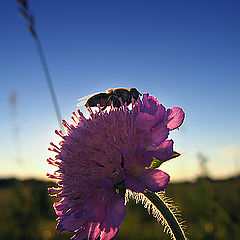 photo "Evening repast"