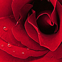 фото "Red Love"