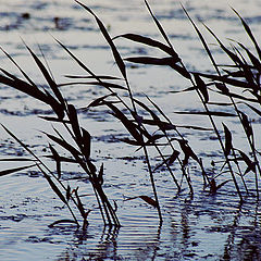 photo "Windy"