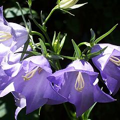 photo "Canterbury Bells"